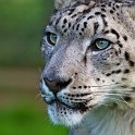 slides/_MG_7951.jpg wildlife, feline, big cat, cat, predator, fur, spot, snow, leopard, eye, steel WBCW48 - Snow Leopard